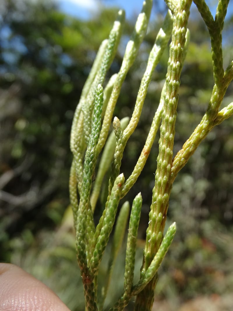 Lycopodiella, Munzinger, J 7414--New Caledonia. Mont Dzumac. 12 Nov 2015. DSC01563 (66).JPG