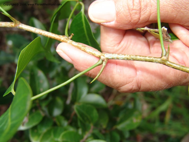 Rhus acocksii--So.Africa. E. Cape. Umtamvuna Nat. Res. 11 Mch 05. 427.jpg