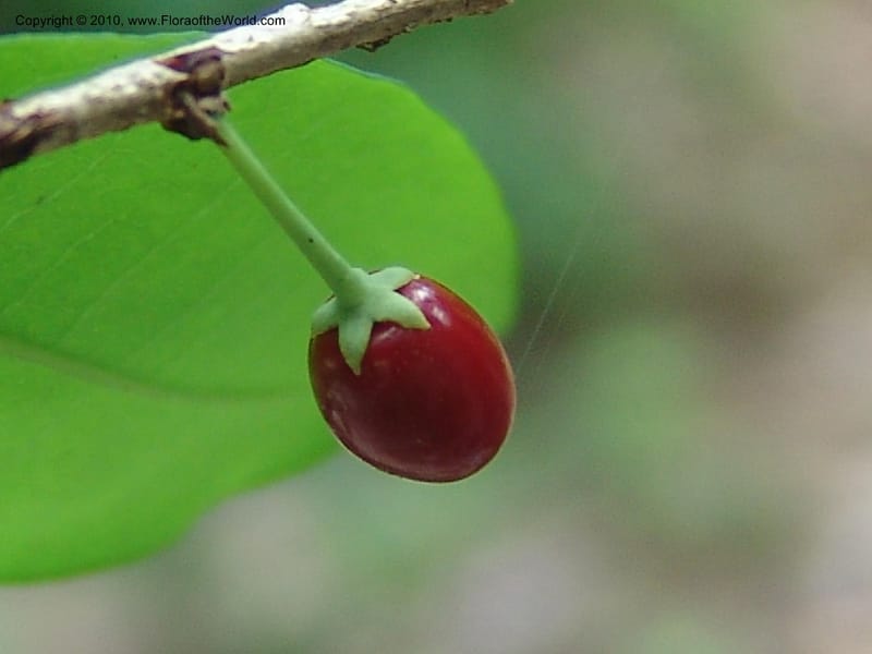Erythroxylum havanense, R. Ramirez D. xx--MX. Jalisco. Res. Las Joyas, La Manzanilla. 1 Aug 2007. 053 (5).jpg