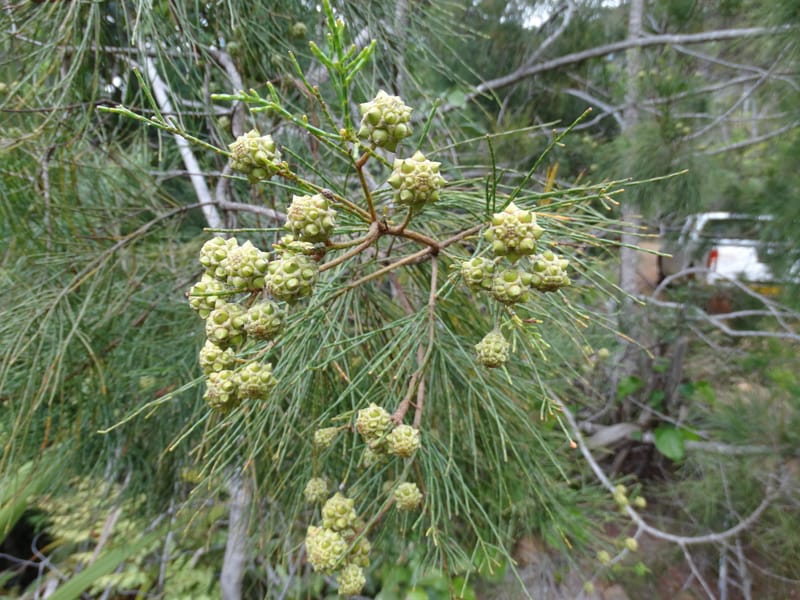 Gymnostoma, Lowry, P 7376--New Caledonia. Mont Dzumac. 12 Nov 2015. DSC01563 (563).JPG