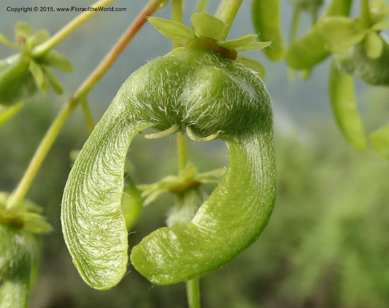 Acer, Boufford, D 43670--China. Sichuan. GuoBaYan, HanBaiYu Shan. 12 May 2014. DSC05373 (217).JPG