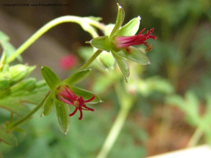 Geranium caespitosum, 79.0605--CA. UC Berkeley Bot. Garden. 31 May 07. 018.jpg
