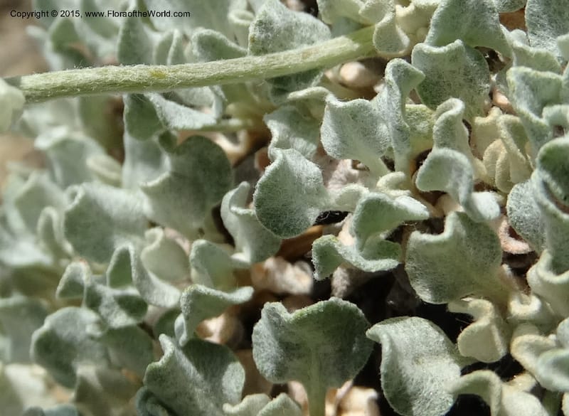 Eriogonum ovalifolium var. nivale, Davidson, C 12594--ID. Idaho Co. Seven Devils Camp Ground. 15 Jul 2014. DSC00113 (207).JPG