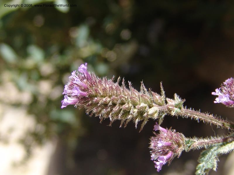 Verbena weberbaueri--Bolivia. La Paz. Send. Aguila. 4 Dec 04. 231.jpg