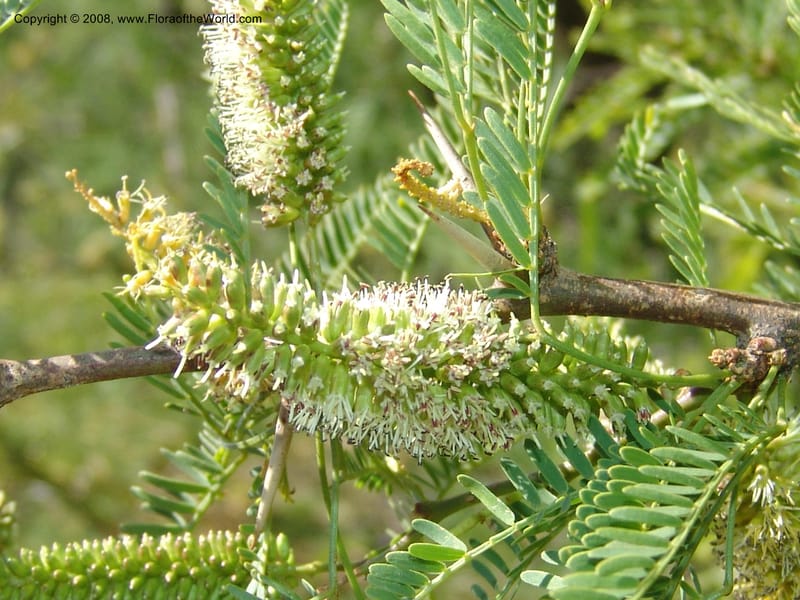 Prosopis flexuosa cf--Bolivia. La Paz. Send. Aguila. 4 Dec 04. 122.jpg