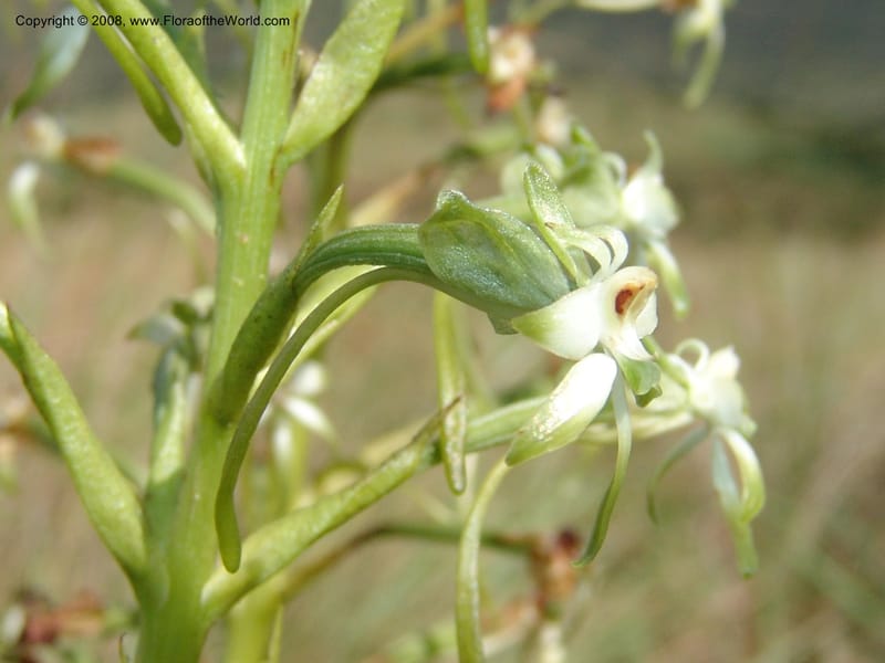 Habenaria falciformis--So.Africa. E. Cape. Waringham Farm, Quanti Area, Stut. 8 Mch 05. 079.jpg