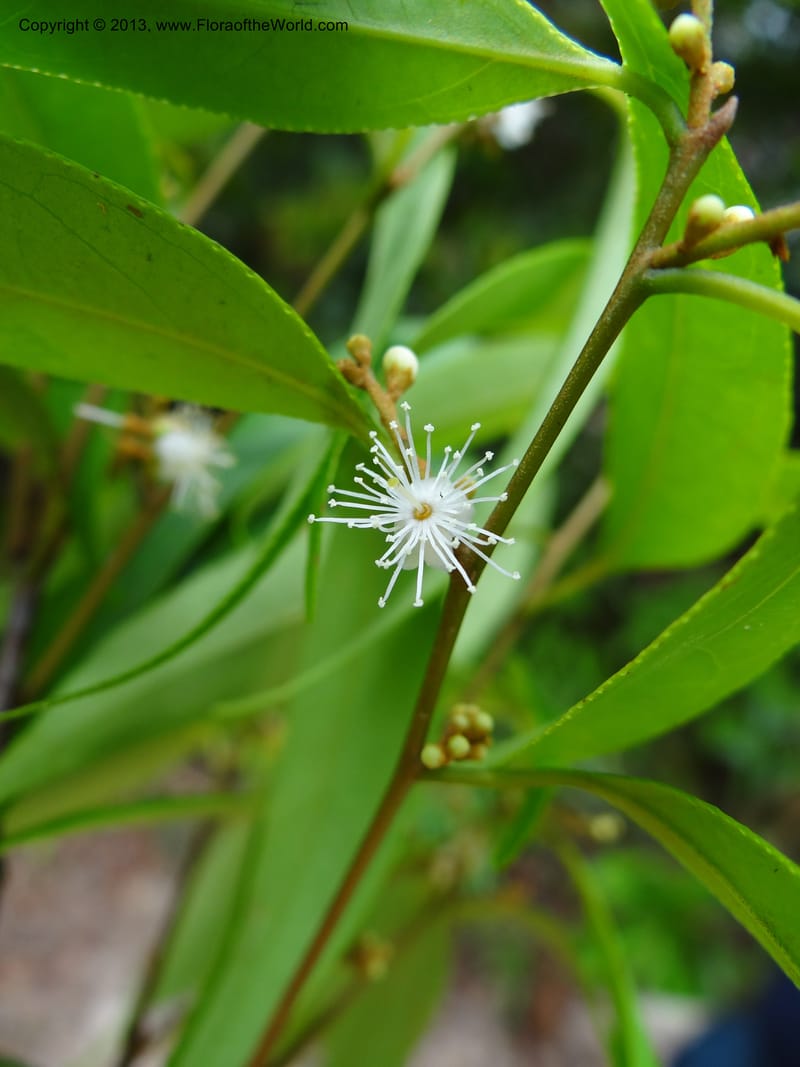 Symplocos, S.98876--Malaysia, Sarawak. Kubah Nat. Park. 28 Mar 2012. DSC05973 (139).JPG