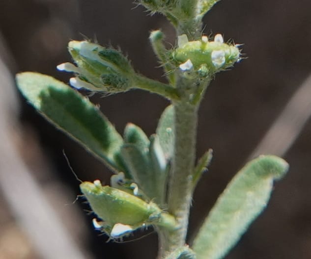 Alyssum alyssoides, C. Davidson 13796--Oregon. Union Co. Hwy 82, near summit. 6 Jun 2018. DSC05441 (74).JPG