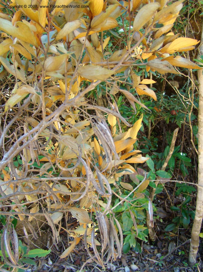 Stenocarpus tremuloides, JMunzinger4663--N.Caled. Dumbea Dam, Dumbea Riv. 11 Nov 07. 174.jpg