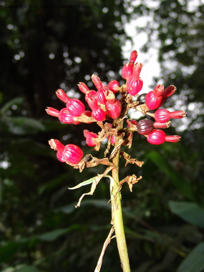 Renealmia, Croat 95943--Ecuador. Edo. Pichincha. Bosque Nublado Sta. Lucia. 14 Mar 06. 261 (2).jpg