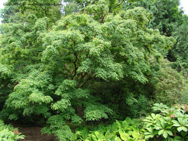 Acer mandschuricum, 7144-0050-1973--Canada. BC. Univ. BC Bot. Garden. 27 Jul 08. 220.jpg