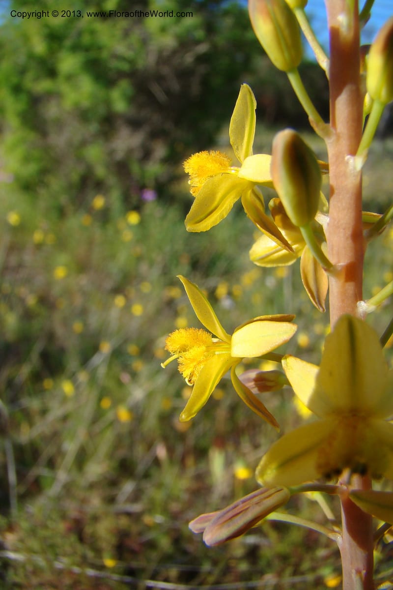 Bulbine praemorsa, C. Davidson 11582--South Africa. Northern Cape. Papkuilsfontein. 26 Aug 09. 242 (21).jpg