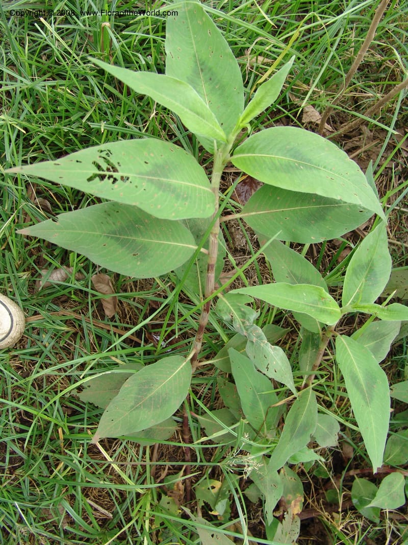 Polygonum--Tanzania. Hwy B1. Kifaru. 28 Jun 04. 137.jpg