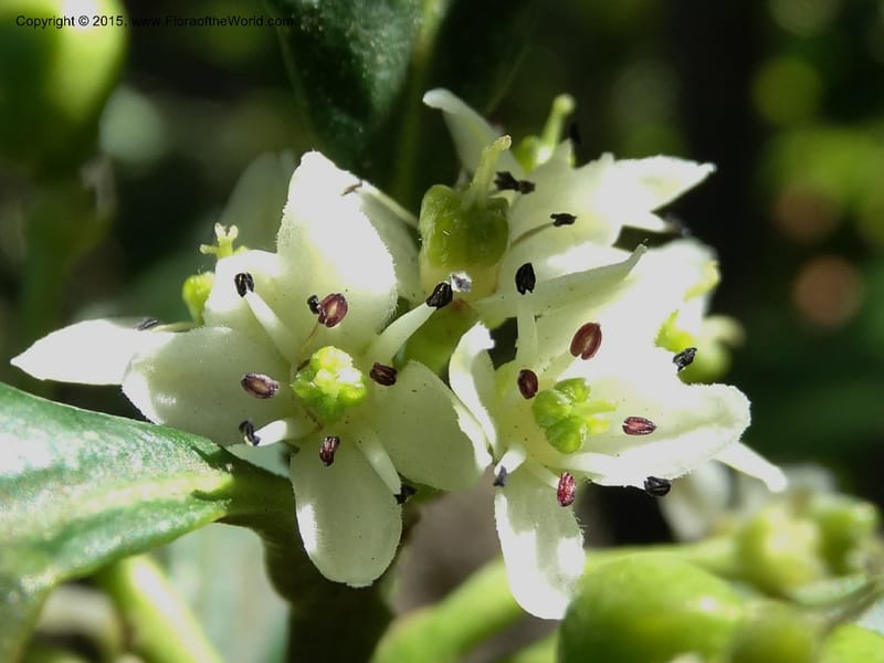 Pitavia punctata, Davidson, C 12801--Chile. L-30-M to Constitution. Jct to Empedrado. 25 Nov 2014. DSC07670 (29).JPG
