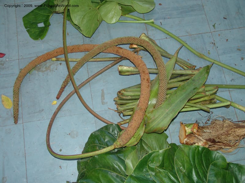 Anthurium--Croat93240. Quito to Sto. Domingo. 12 Aug 04. 020.jpg