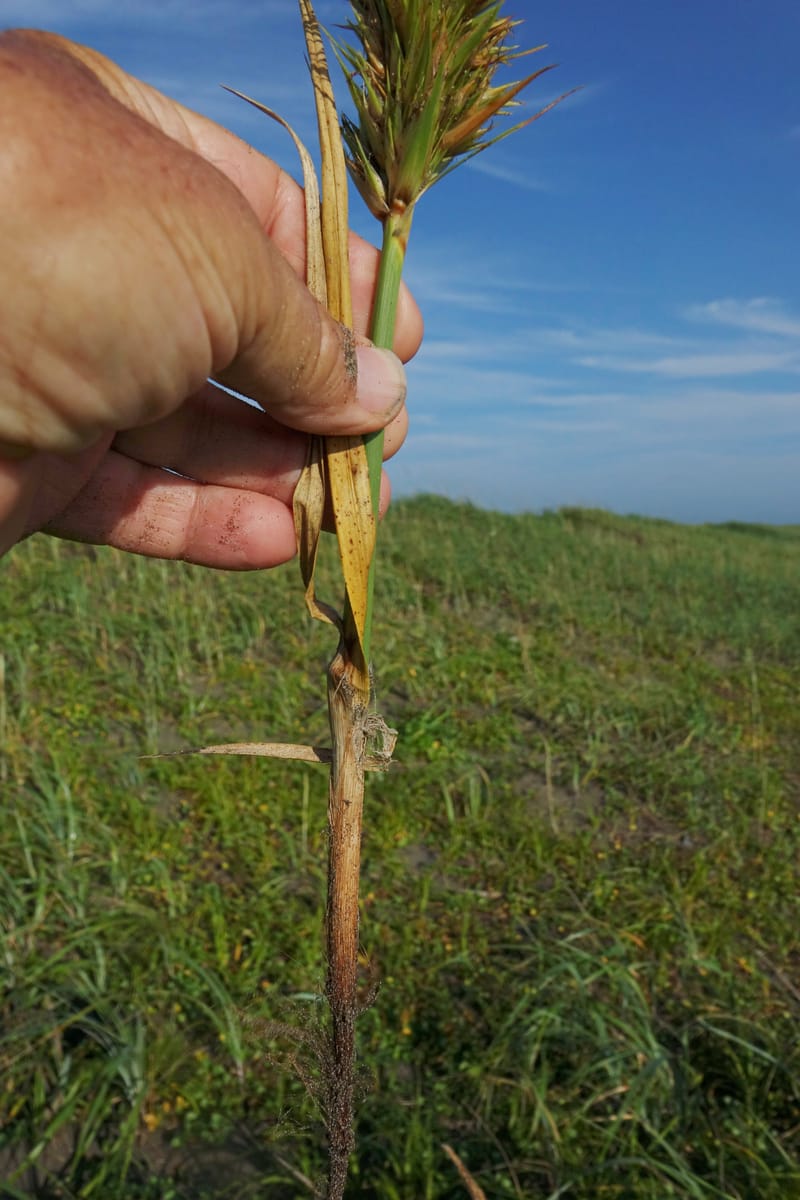 Carex macrocephala var. kobomugi--Japan. Hokkaido. Toyotomi-cho. 4 Aug 2016. DSC01106 (33).JPG