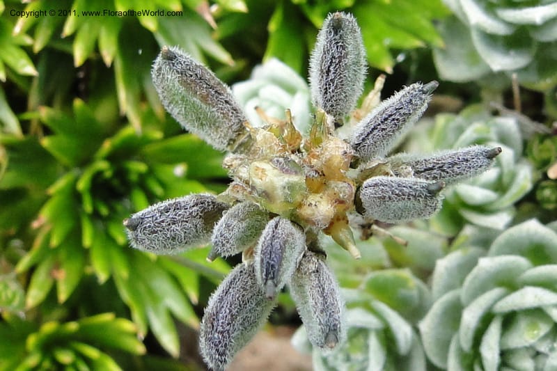 Draba, Ulloa 2022--Ecuador. Napo. Volcan Antesana. 2 Jun 2011. 206 (10).jpg