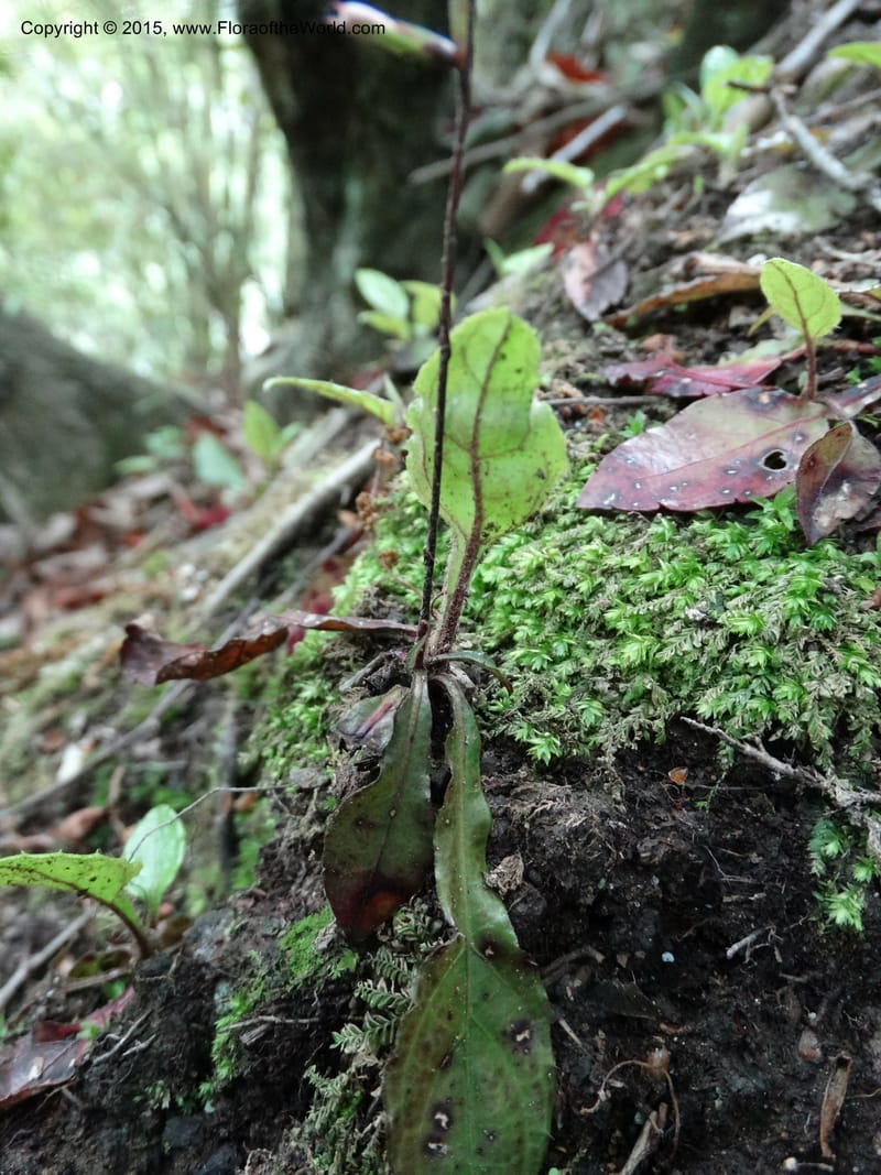 Ainsliaea, Boufford, D 43726--China. Sichuan. YangLiuPing to LongDianZi. 14 May 2014. DSC06764 (6).JPG
