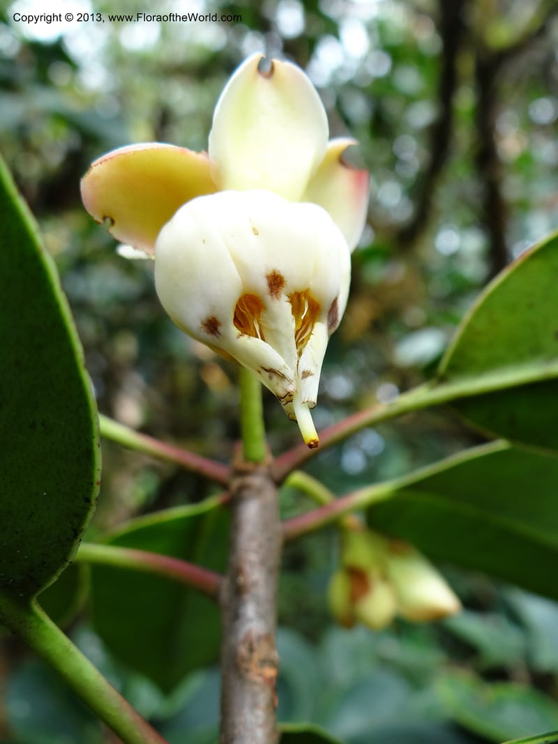 Anneslea fragrans, VC 5499--Thailand. Chiang Mai. Doi Inthanon Nat. Park. 8 Nov 2012. DSC07747 (146).JPG