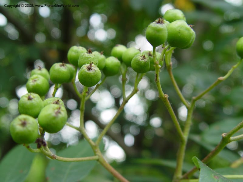 Sorbus scopulina, 328-86-B--MA. Arnold Arboretum. 30 June 03. 002.jpg