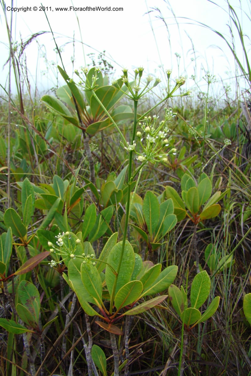 Myodocarpus, P. Lowry 7188--New Caledonia. Plaine des Lacs. NW of Grand Lac. 21 Jan 2010. 293 (180).jpg