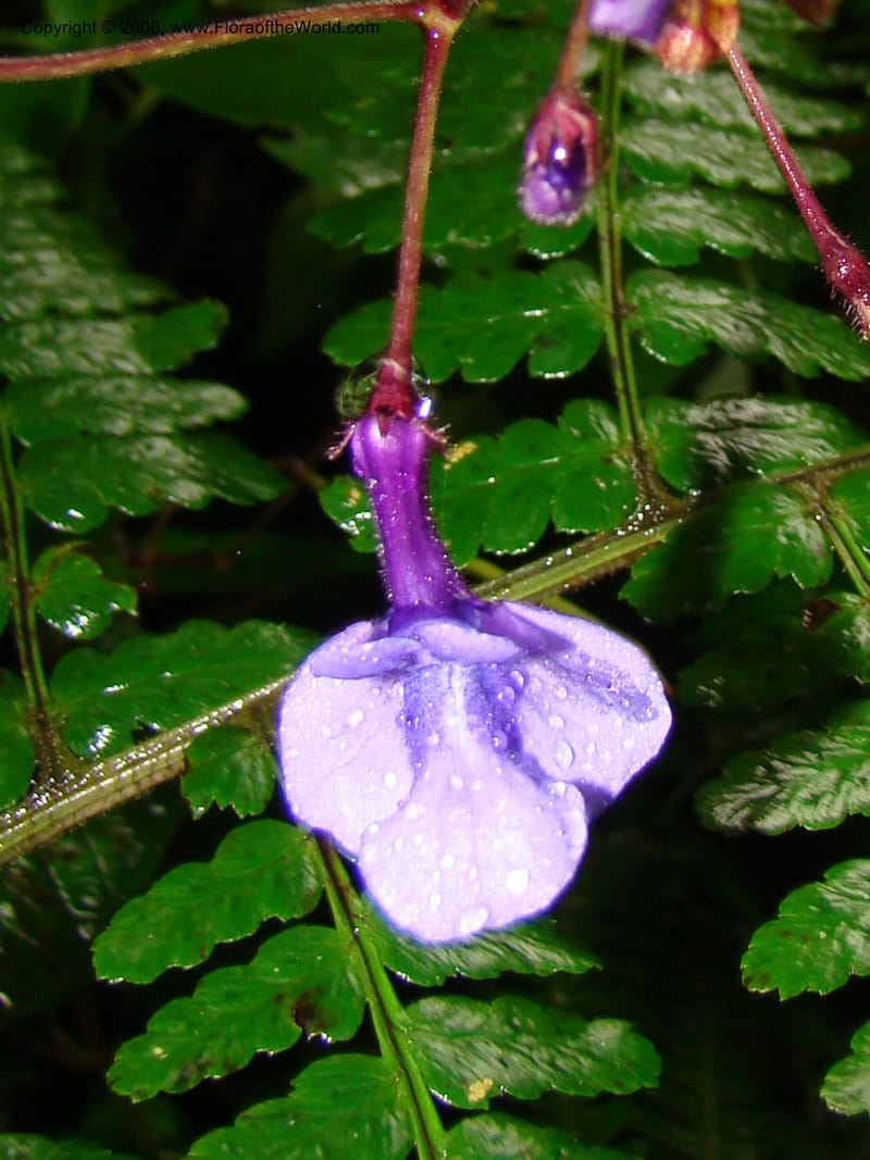 Streptocarpus buchananii, RGereau7015--Tanz. Mbeya Rural Distr. Ngozi Crater. 26 Jan 08. 136.jpg