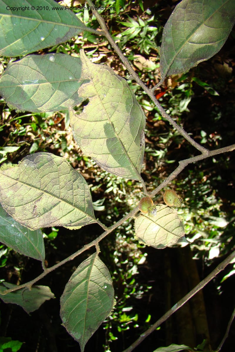 Trymatococcus, Vasquez 34817--Peru. Loreto. Dist. Nauta. Miraflores, Rio Tigre. 10 Nov 08. 850 (20).jpg