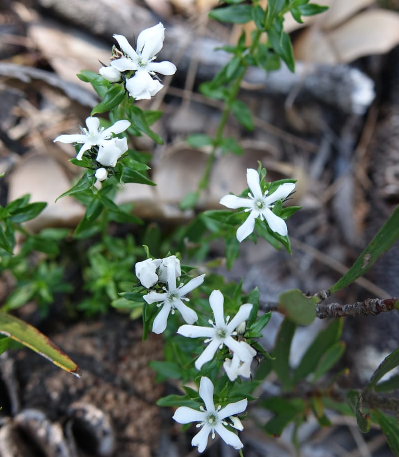 Logania serpyllifolia, Davidson, C 13471--Australia. W.A. Albany Hwy, odom 33.5. 28 Oct 2016. DSC05957 (2).JPG