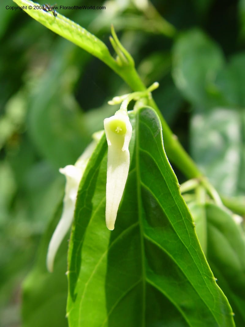 Glossocalyx longicuspis--Cameroon. Limbe Botanic Garden. 4 Dec 03. 201.jpg