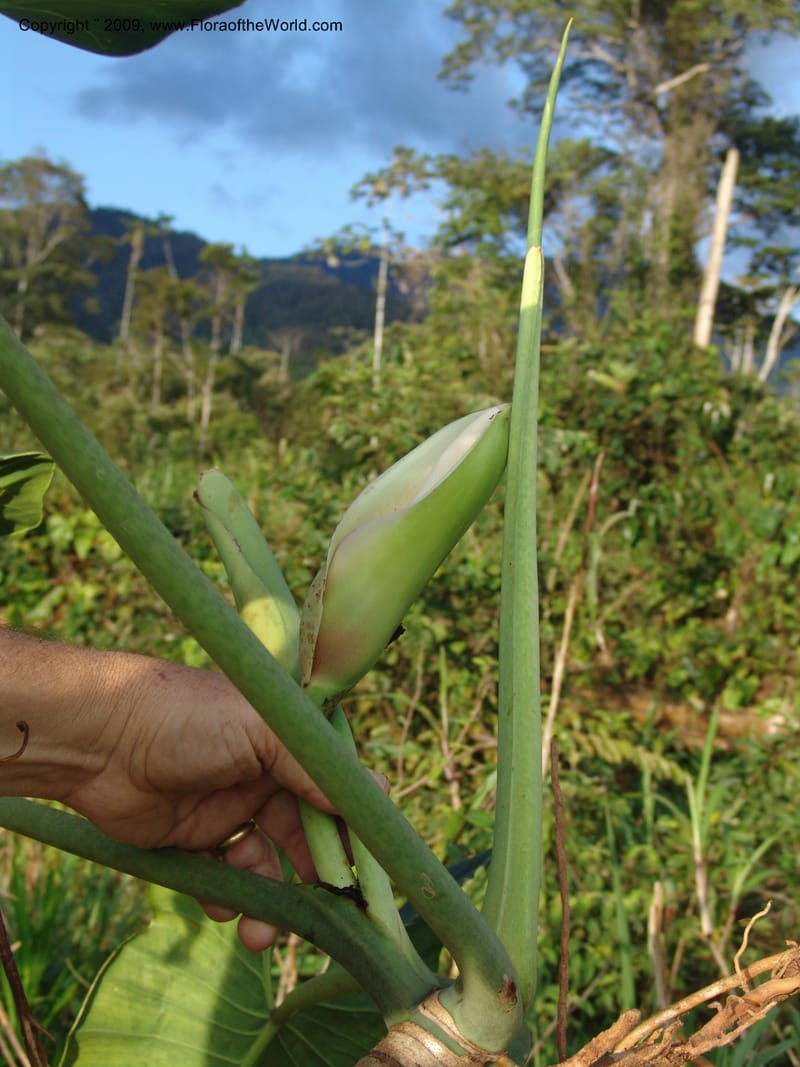 Philodendron deflexum, Croat98842--Ecuador. Zam. Ch. Rio Wawaime Val. 19 Sep 07. 102.jpg