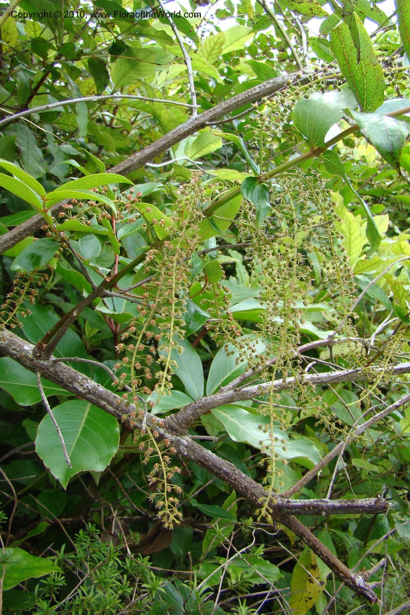 Coriaria arborea, C. Gemmill 731--New Zealand. N. Island. Mt. Te Aroha. 13 Jan 2010. 332 (19).jpg