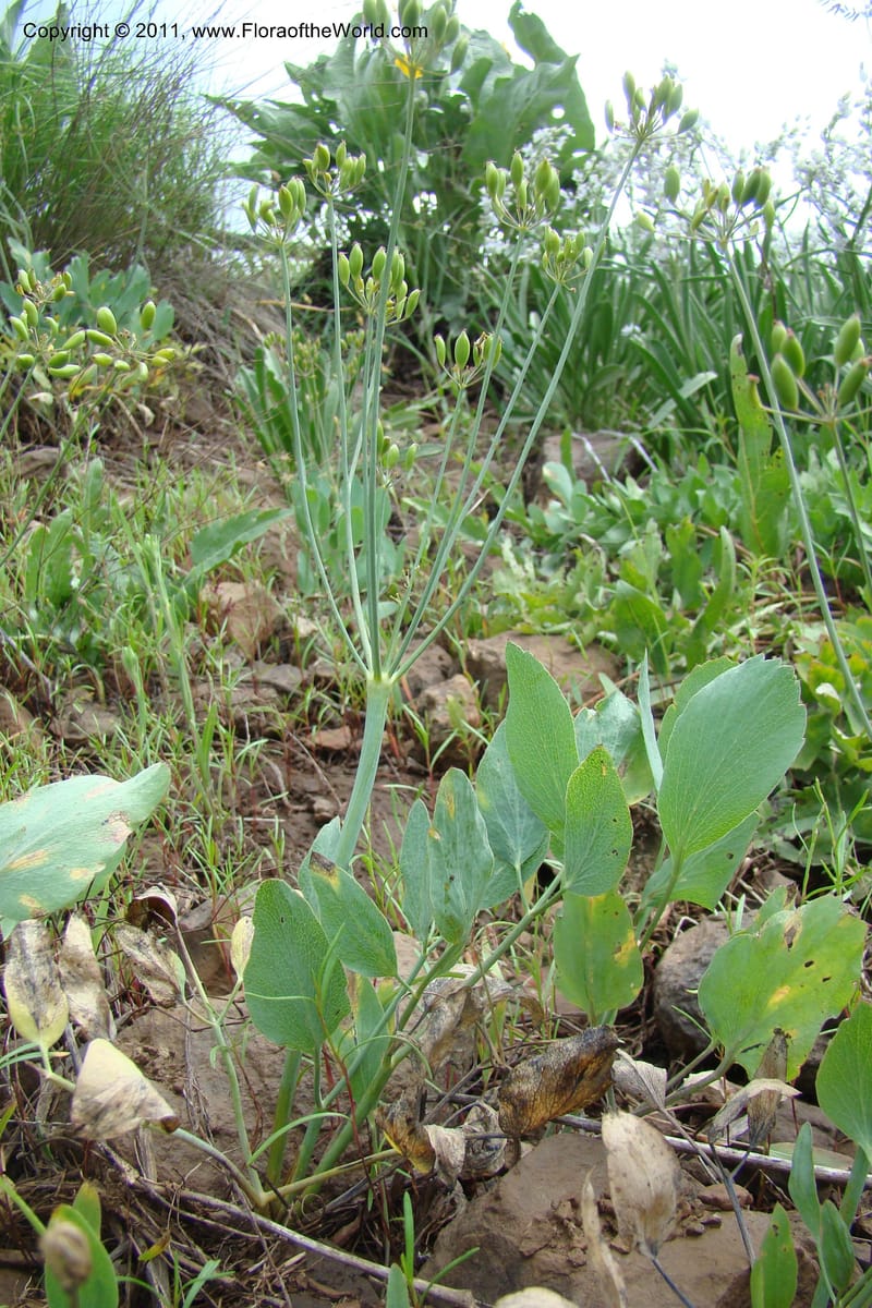 Lomatium nudicaule, C. Davidson 11435--Idaho. Adams Co. Smokey Boulder Rd. 6 June 2009. 315.jpg