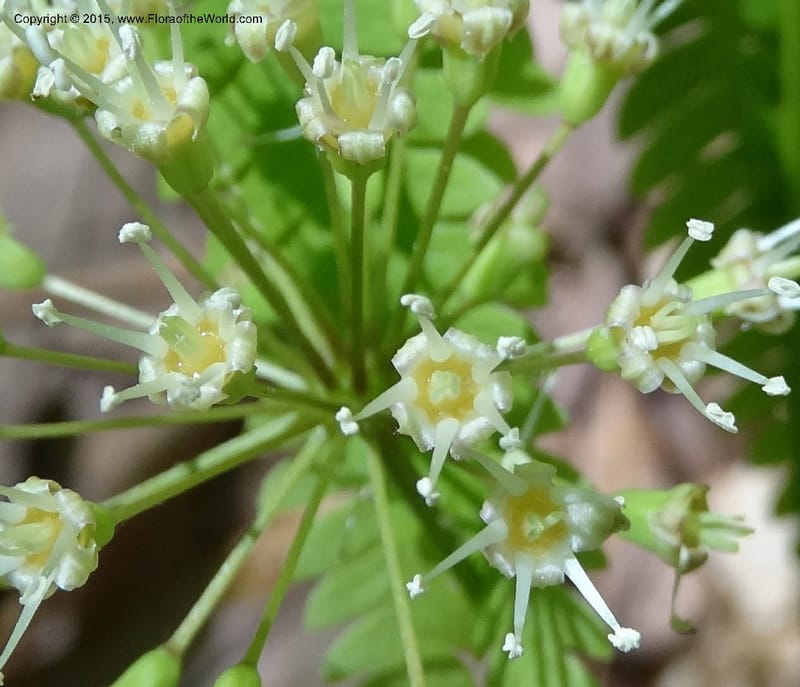 Aralia nudicaulis, Davidson, C 12999--North Carolina. Macon Co. Horse Cove Rd. 14 May 2015. DSC05455 (37).JPG