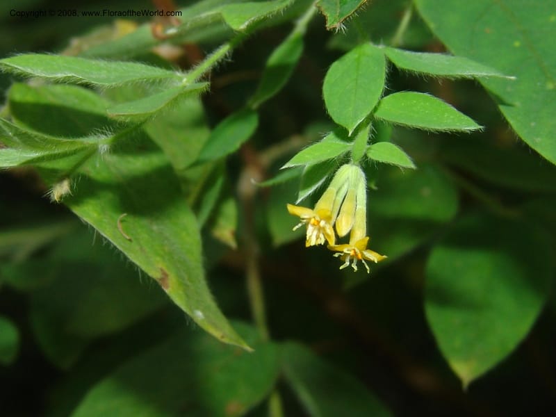 Englerodaphne pilosa--So.Africa. Mpumal. Buffelskloof Private Nat. Res. 17 Mch 05. 283.jpg