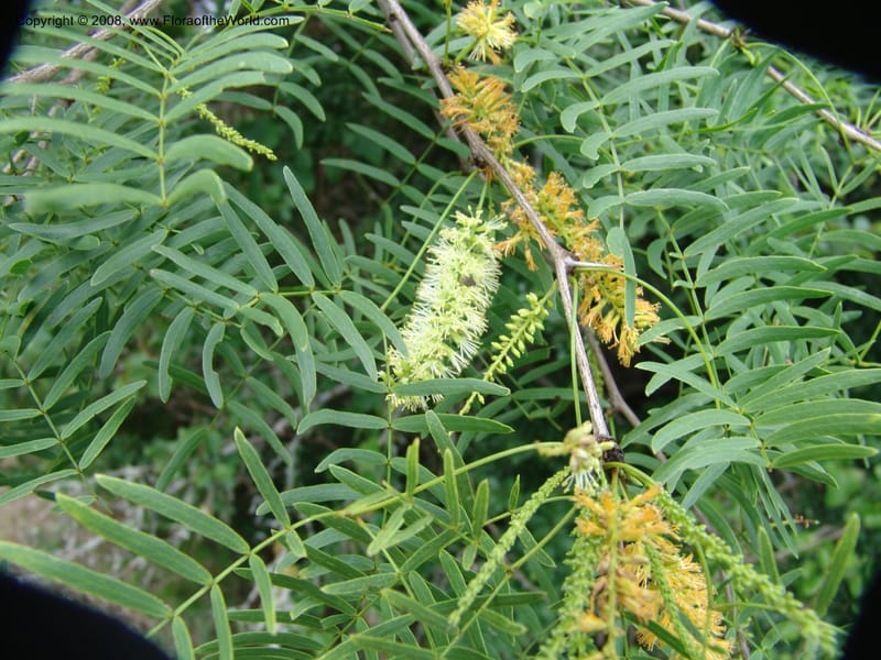 Prosopis glandulosa--TX. Johnson Wildflower Center. 13 Jun 04. 005.jpg