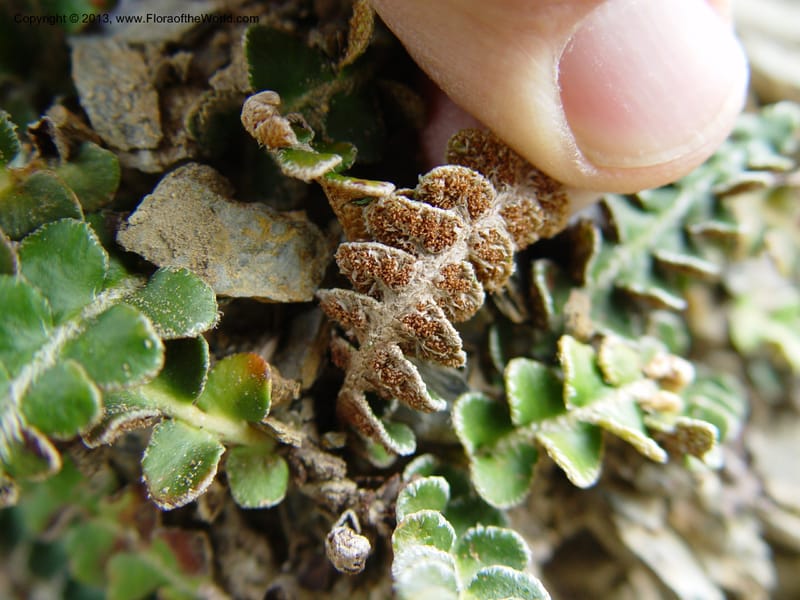 Ceterach officinarum--Spain. Granada Prov. Jct. Albondon-Albunol on C333. 15  (27).jpg