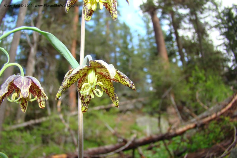 Fritillaria atropurpurea, C. Davidson 11437--Idaho. Valley Co. Payette Lake. Sylvan Beach. 7 June 2009. 035.jpg