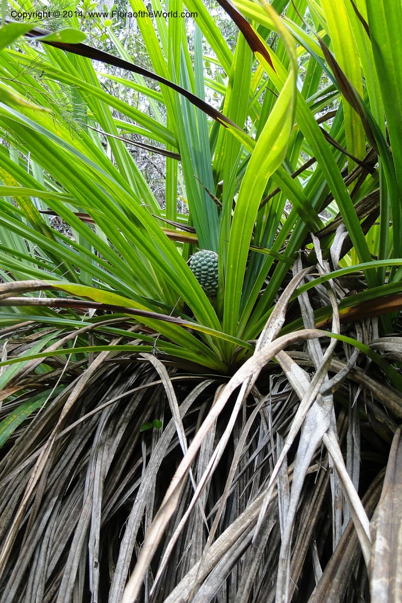 Pandanus decumbens, M. Callmander 978--New Caledonia. Mine St. Louis Boulinda. 18 Feb 2011. 052 (16).jpg