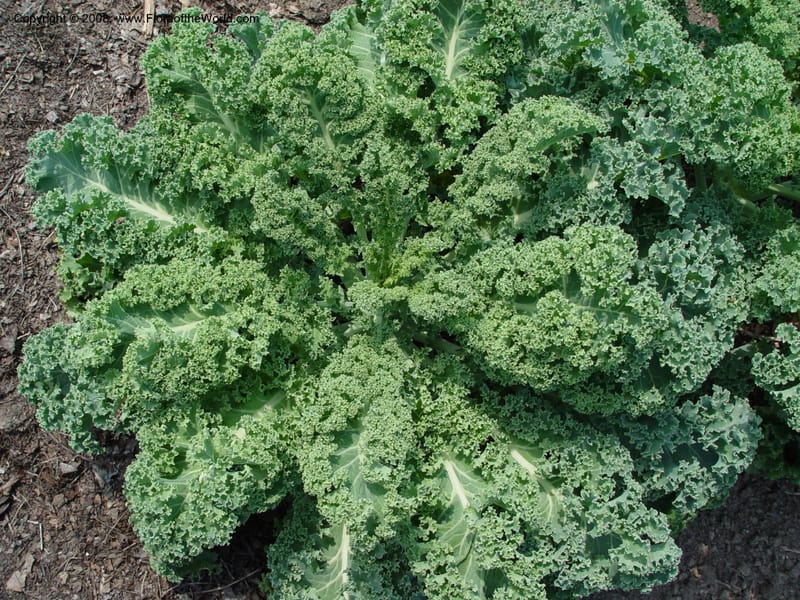 Brassica oleracea cv. Winterbur, kale--PA. Longwood Garden. 25 Jun 03. 078.jpg
