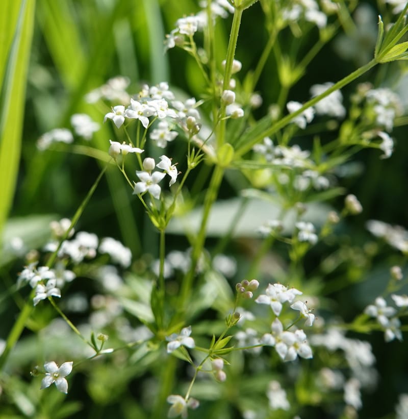 Galium asperrimum, C. Davidson 14086--ID. Valley Co. Lick Creek Rd. 4 Aug 2020. DSC06325 (4).JPG