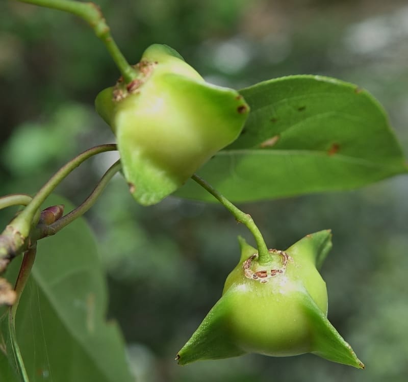 Euonymus sanguineus, D. Boufford 43991--China. Sichuan. Yibailingba-gou. 12 Aug 2017. DSC04660 (438).JPG