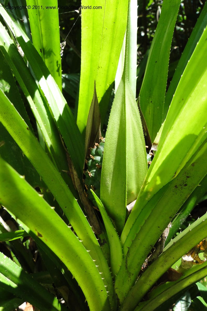 Pandanus tonkinensis, Regalado 1861--Viet Nam. Unknown mountain. 10 May 2011. 162 (43).jpg