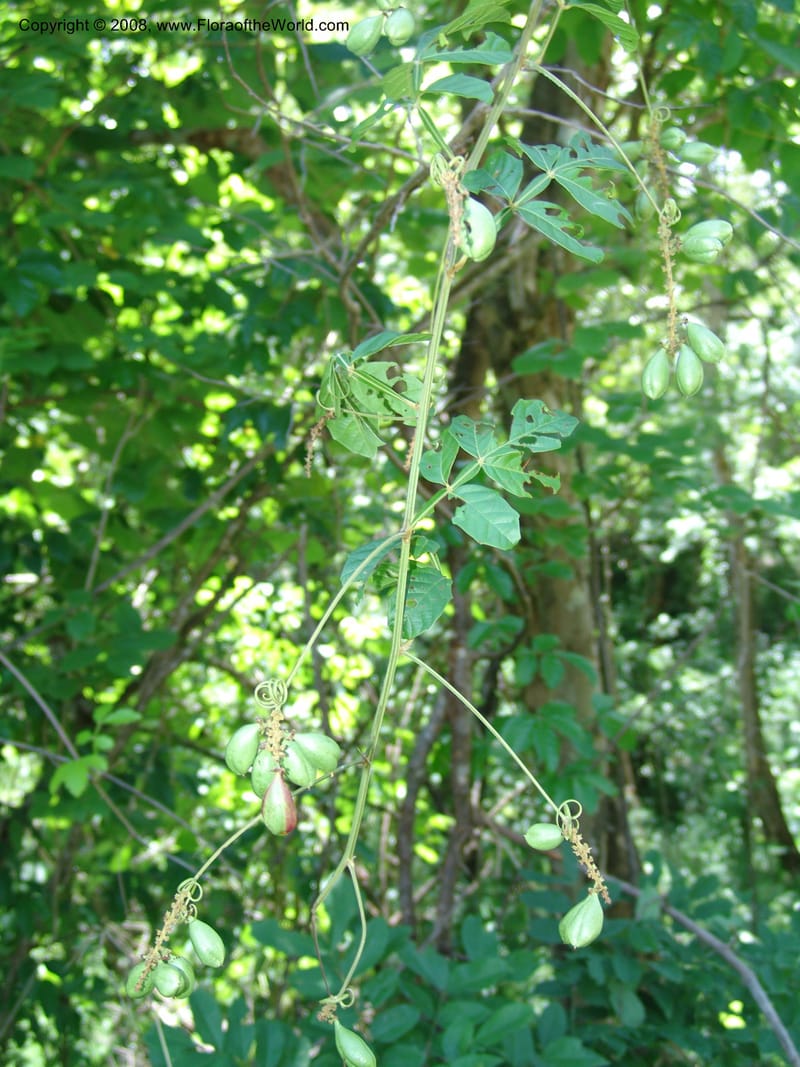 Paullinia pinnata--Tanz.  Mahenge For. Res.  Mahenge-Ifakara. 16 Feb 06. 273.jpg