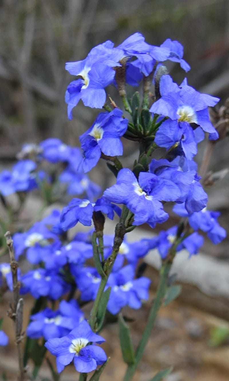Dampiera fasciculata, Davidson, C 13525--Australia. W. A. Trail to Mt. Hassell. 30 Oct 2016. DSC07078 (69).JPG