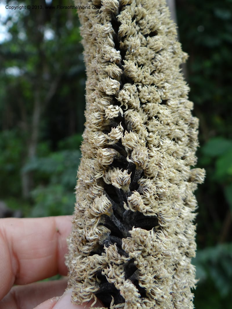 Pandanus unicornutus, Callmander, M 1049--Thailand. Chumphon Prov. Tambon Mab Amarit. 13 Nov 2012. DSC09009 (31).JPG