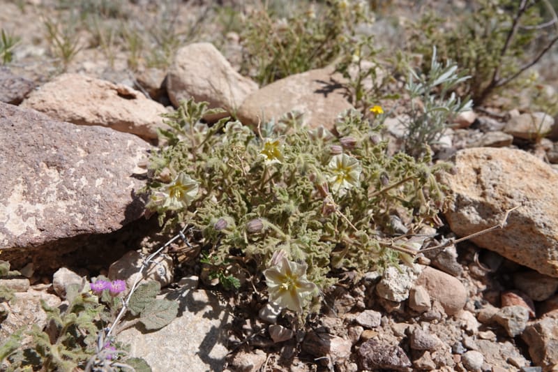 Chamaesaracha sordida, C. Davidson 13996--AZ. Cochise Co. Geronimo Trail Rd. 10 Apr 2019. DSC07357 (35).JPG
