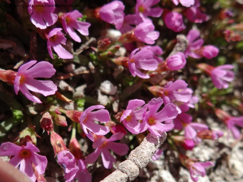 Douglasia, Davidson, C 12194--ID. Boise Co. Scott Mtn. Lookout Road. 18 Jun 2013. DSC06609 (59).JPG