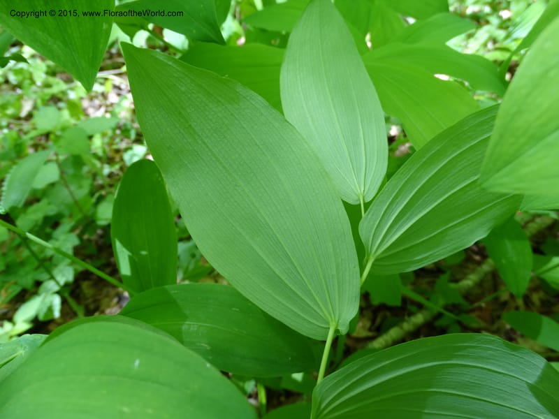 Uvularia grandiflora, Davidson, C 12986--North Carolina. Clay Co. Perry Gap Rd, Barnard's Cr. 13 May 2015. DSC04860 (143).JPG