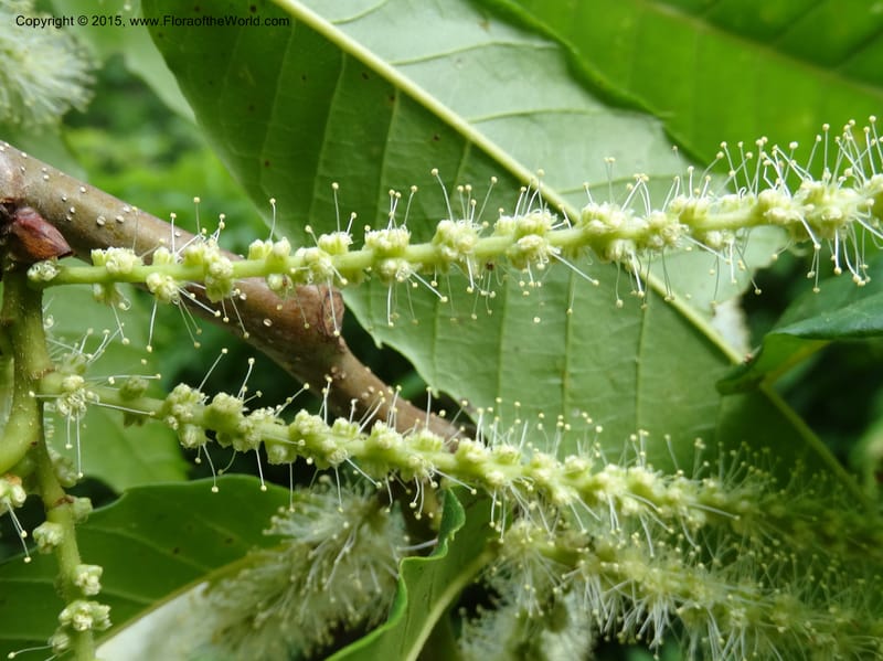 Slender catkins with protruding stamens on a leafy branch