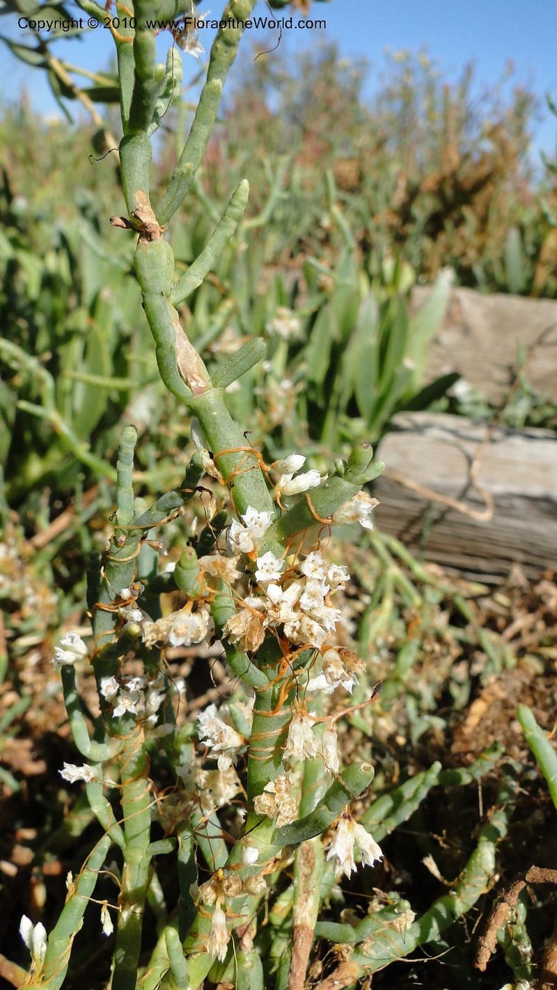 Cuscuta salina, C. Davidson 11802--CA. Alameda Co. Radio Beach, N of Bay Bridge toll plaza. 2 Sept 2010. 220 (27).jpg